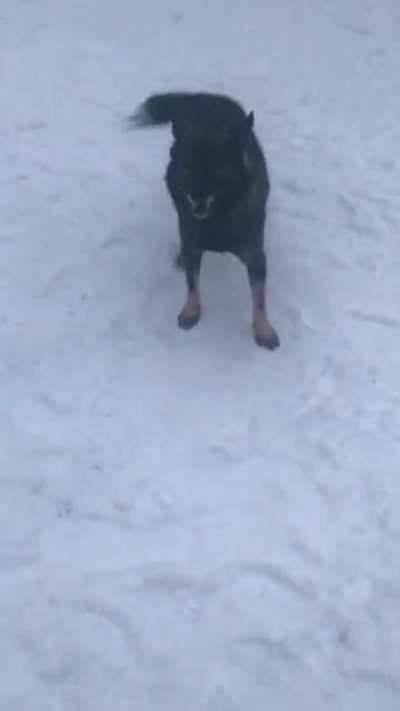 First time at the park in the snow after adoption zoomies I can’t stand it