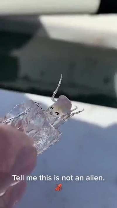 🔥 Transparent sea creature found by fisherman