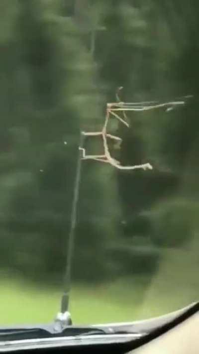 🔥 Stick bug living his best 🔥 life.