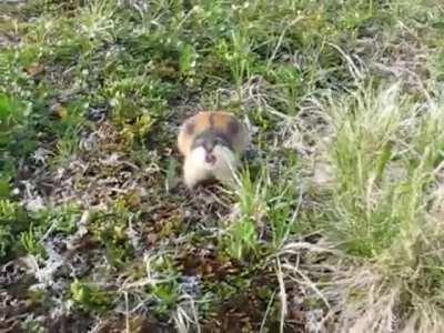 Lemmings do not appear to be afraid of anything, not even humans