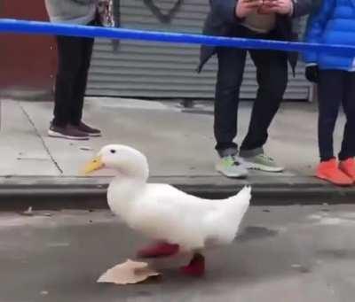 Don’t tell this duck what it can’t do.