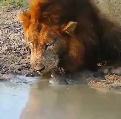 🔥 Tough little turtle lets lion know who's boss of this watering hole