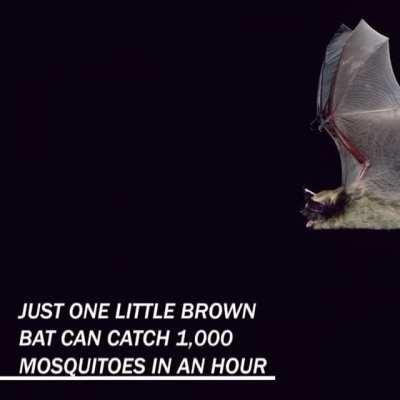 Bats are free pest control