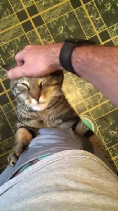 Brain Melt Scritches