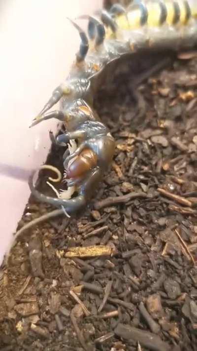 Mother Centipede carefully helping Newborn Molt.