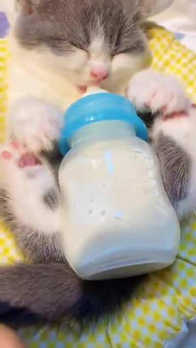 little Kitty drifted into sleep while having milk.