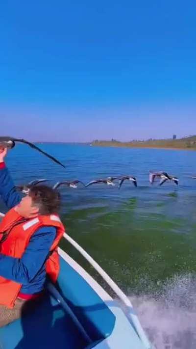 Birds are flying with boat