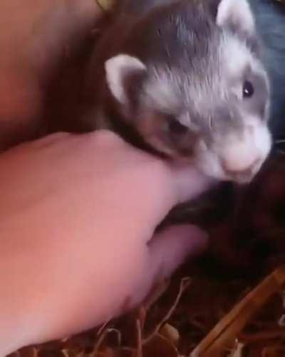 Ferret Mama showin off her kits