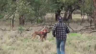 This is the most Australian shit I’ve ever seen