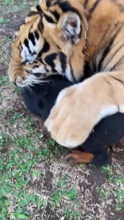 Kenzo the Tiger playing with a puppy