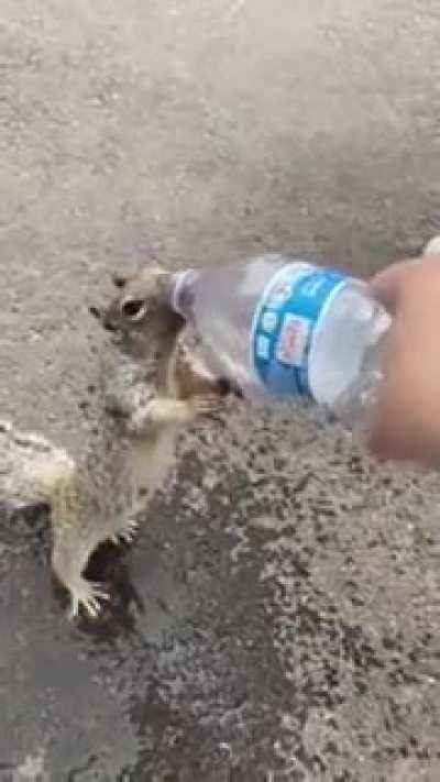 Thirsty little squirrel requesting a little water