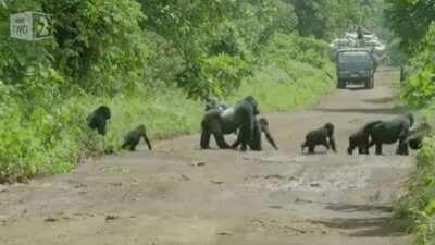 Alpha Gorilla Blocks the Road While His Band Crosses