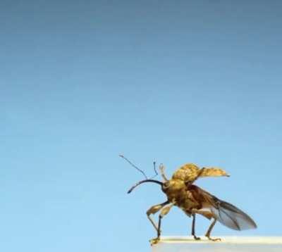 Curculio weevil taking flight