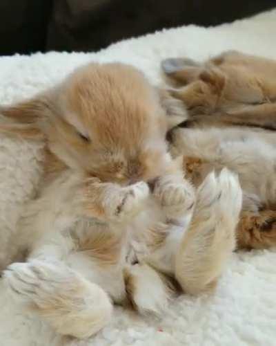 Baby bunny stretching and yawning.