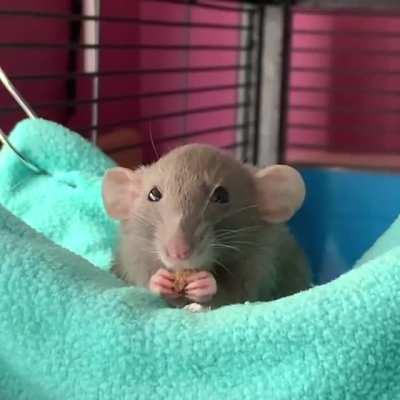 Caught Ivy watching me do chores while having a snack