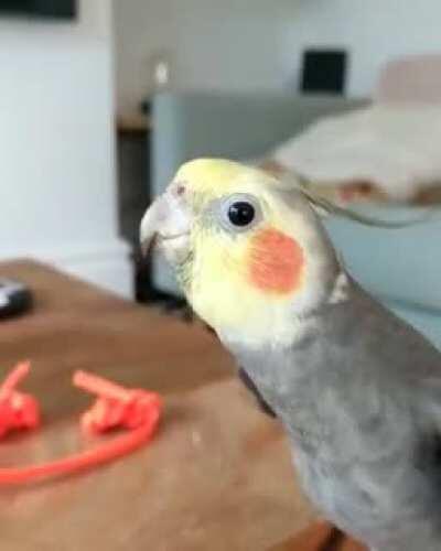 It's amazing how a bird can imitate sounds