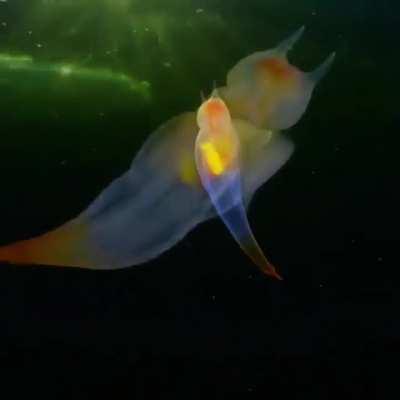 🔥 Sea angel (Clione limacina) found in the cold waters of the Arctic and North Atlantic Oceans. Credit: Alexander Semenov