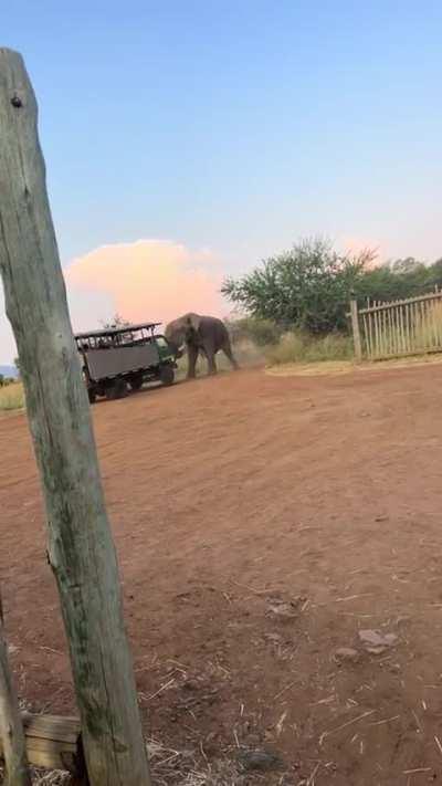 🔥 Massive bull elephant lifts a safari truck up on its back wheels as a challenge