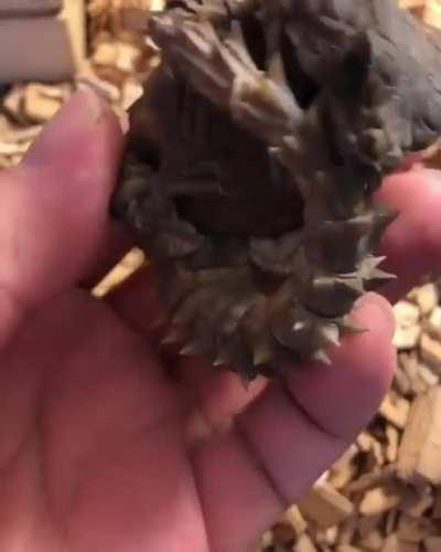 Armadillo lizards are real-life mini dragons