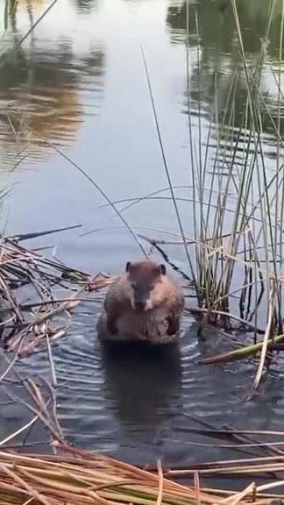 A groomed beaver is a happy beaver.