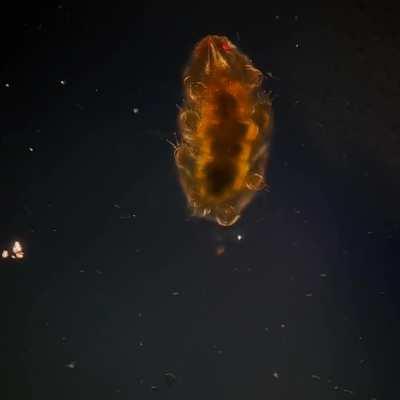 🔥A Tardigrade (Water Bear or Moss Piglet) walking across a glass slide. They are a phylum of eight-legged micro-animals. 