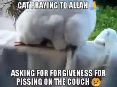 CAT ASKING ALLAH🕋🧎‍♂️ FOR PISSING 🤢 MAY HE HAVE CIRUMSIZED COCK