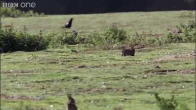 Stoat taking down rabbit 10 times it’s size.