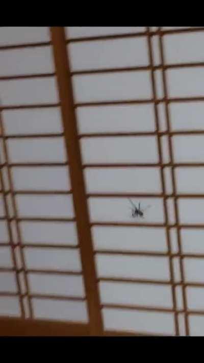 this big Japanese spider. my grandpa said to leave it in his room to sleep next to him because it's good luck