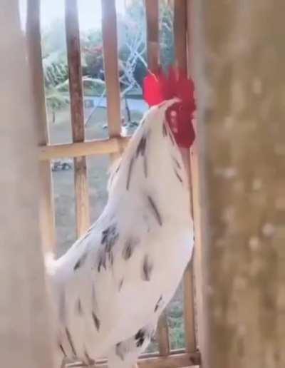 The cock goes wrong😁