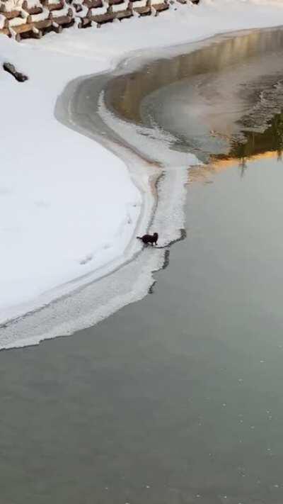 possible young otter?? 25th ave bridge