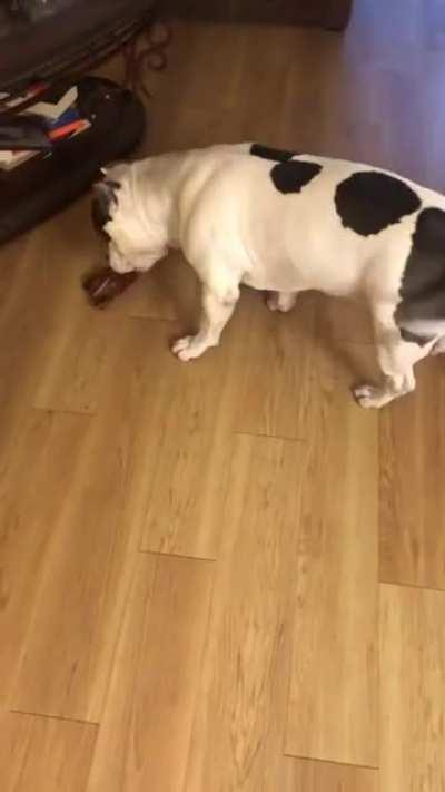 Dog celebrates getting a treat