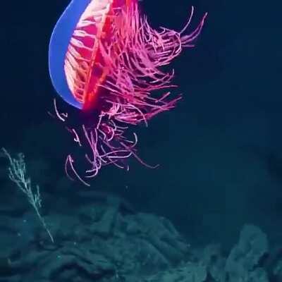 The Halitrephes maasi jelly filmed off Baja California.