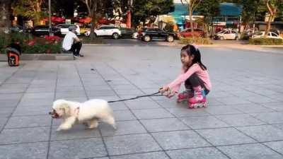 Tiny white dog pulling a girl on roller skates in Hanoi, Vietnam [OC]