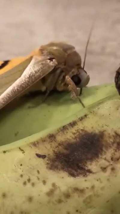 Even moths loves bananas