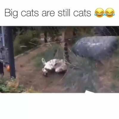 Cats are cats no matter what size