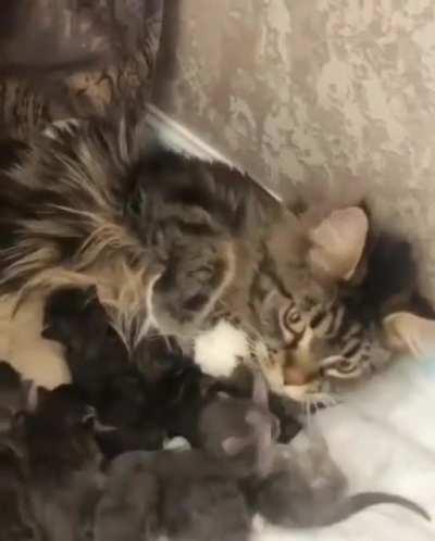 The cat almost ate her kitten!