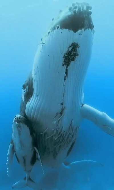 A whale with its calf with its incredible sounds