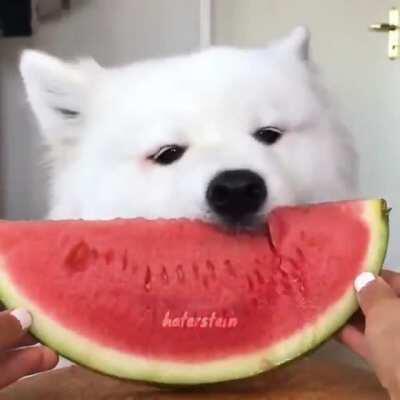 Doggo enjoying some watermelon caw caw