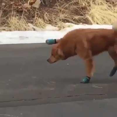 Dog gets new shoes.