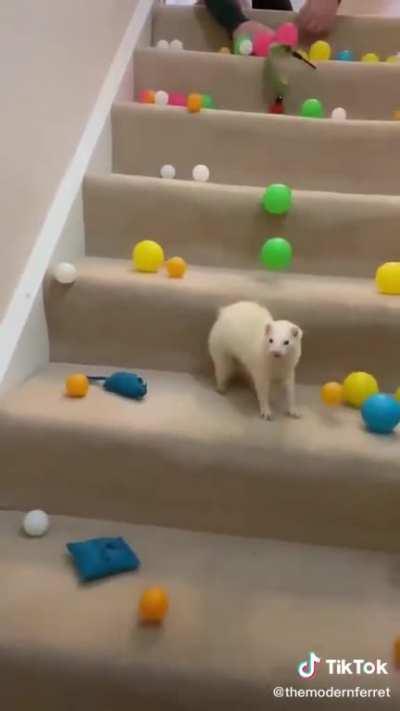 Owner of deaf ferret gives his pet a happy surprise. (Not my video, source in the comments)