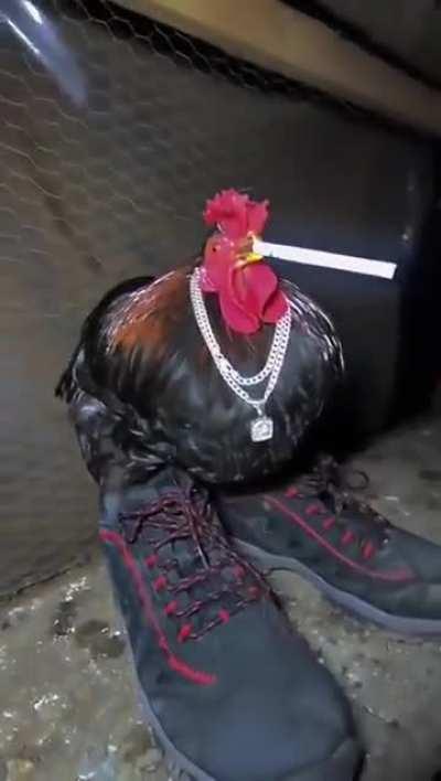 Hard cock