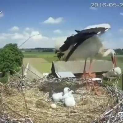 A stork mother sacrifices one of her chicks so the other two have a better chance of surviving