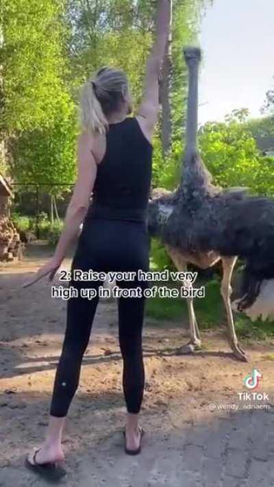 How to stop an angry ostrich