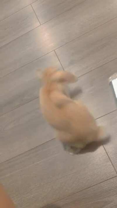 new trick suggestions for 6 month old bunnies?