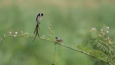 A Male Pin-Tailed Whydah (Vidua macroura) trying to attrack a female. A small, gregarious, and tame species that is found in wide variety of open habitats including agricultural fields, parks, and gardens.