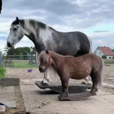 Actual Rocking horses