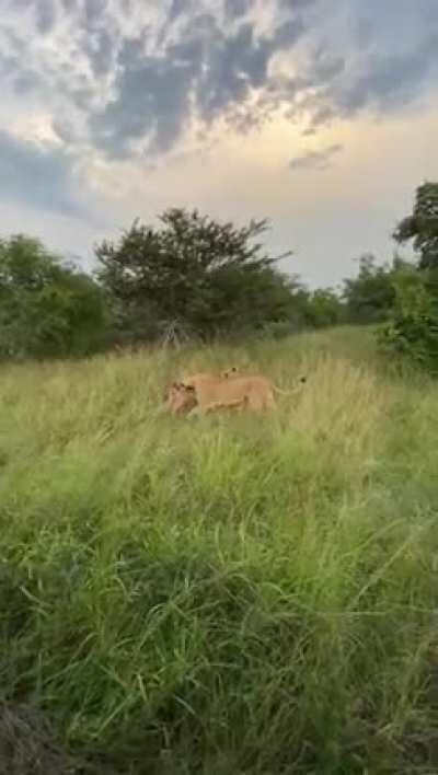 This take down was so fast. The tour guides probably thought the lion would not be able to stop in time!