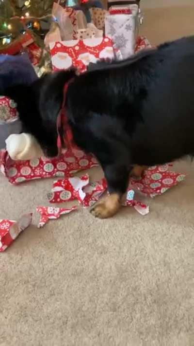 Watson was very happy with his Christmas bone this year!