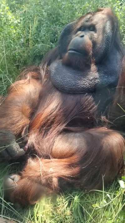 Orangutan with zero shame. Those eyes...