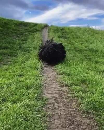 It's a bush, it's a mop, nay it's doggo!!